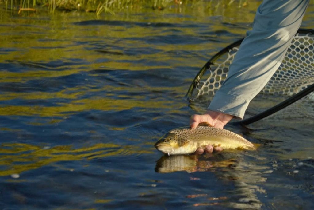 streamer fishing wrap up