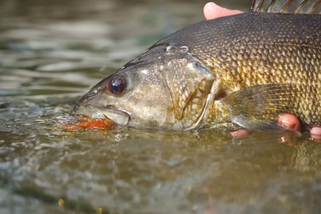 How to catch bass in winter