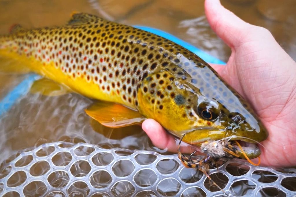 Landing your fish