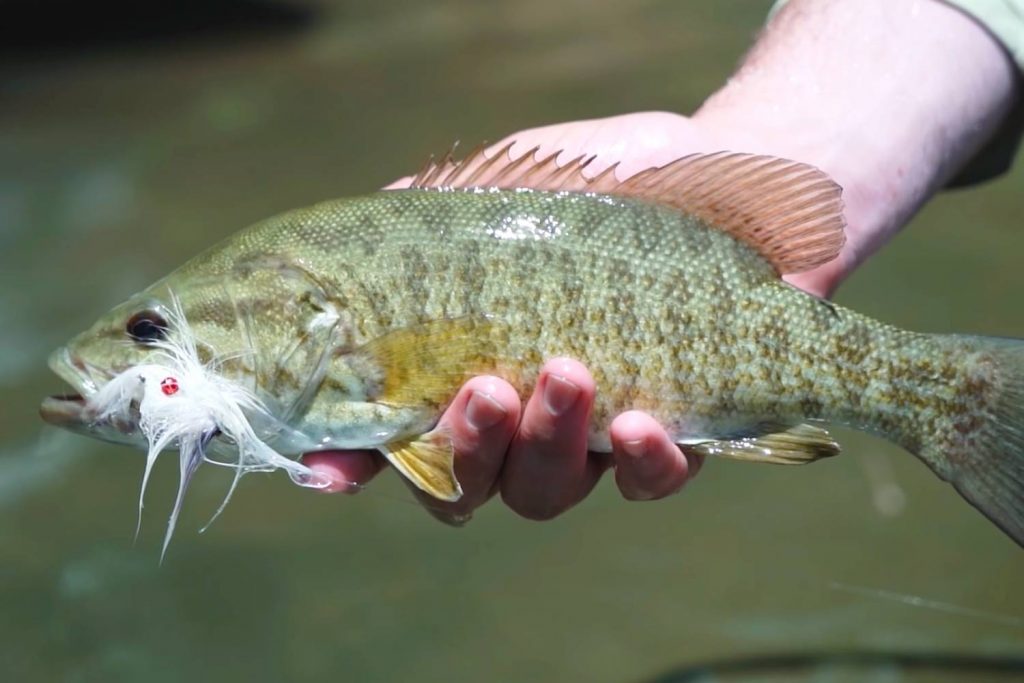 Structure Bass Fly Fishing
