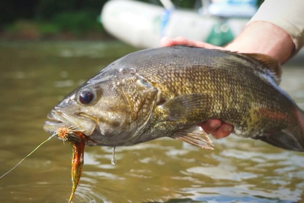 Where to look when fly fishing for winter bass