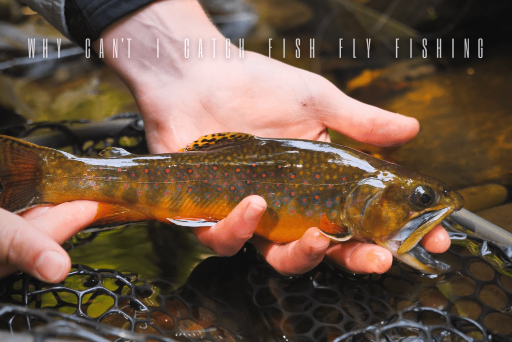 Why Can't I Catch Fish Fly Fishing