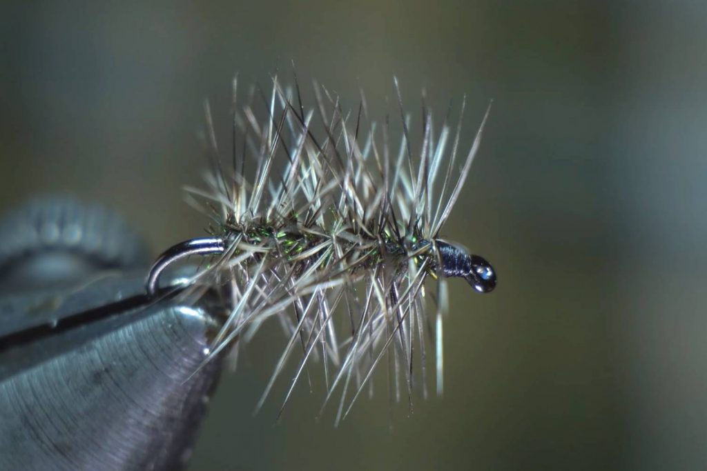 Griffith’s Gnats