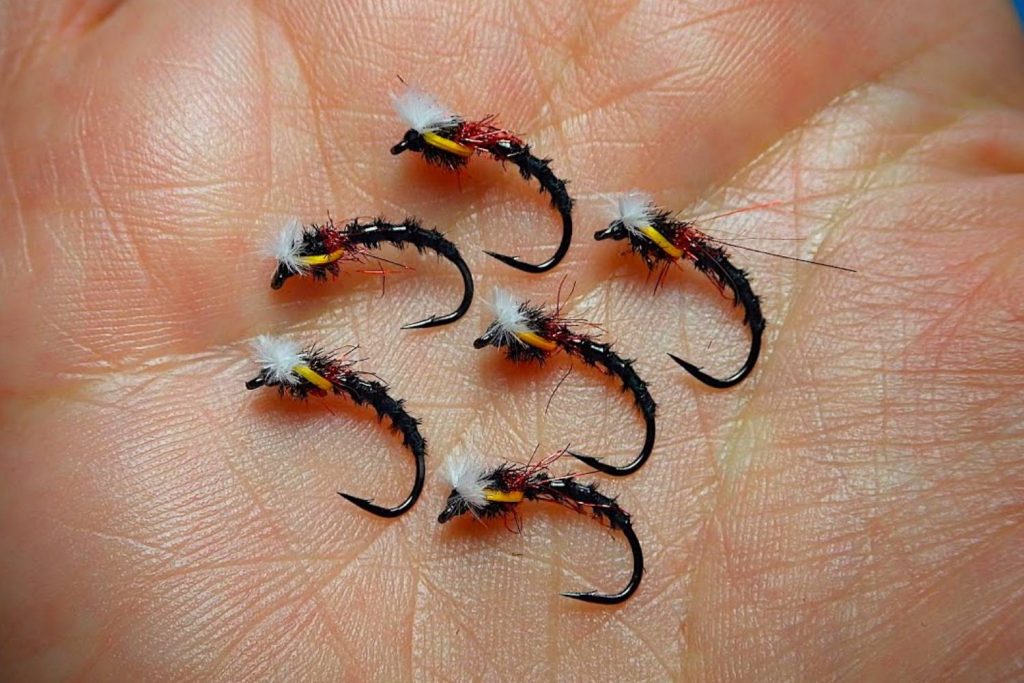 Midge Pupa