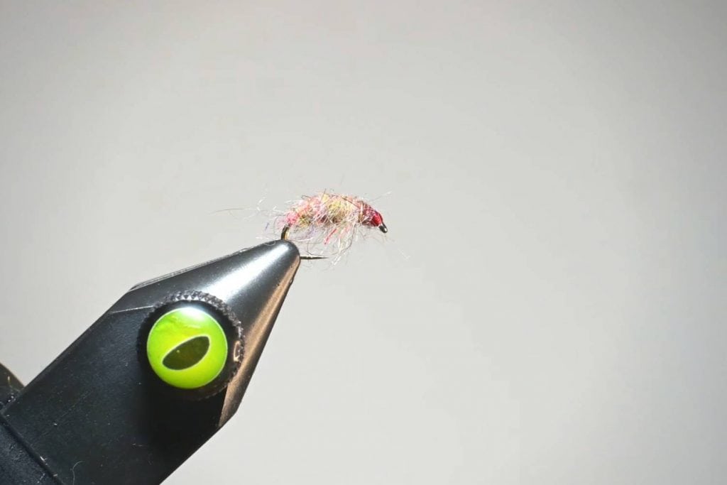 Sow Bug