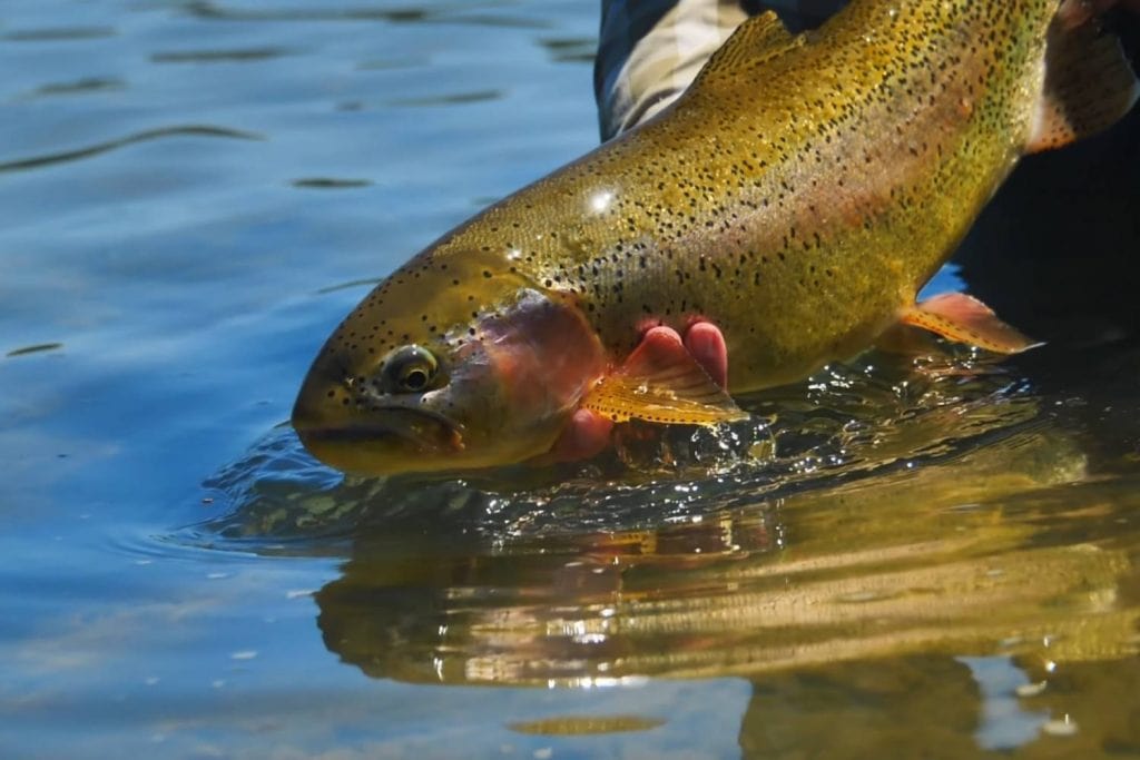 How Do I Find Big Rainbows