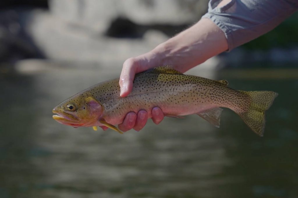 Mental Health & Fly Fishing