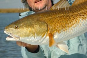 best flies for redfish
