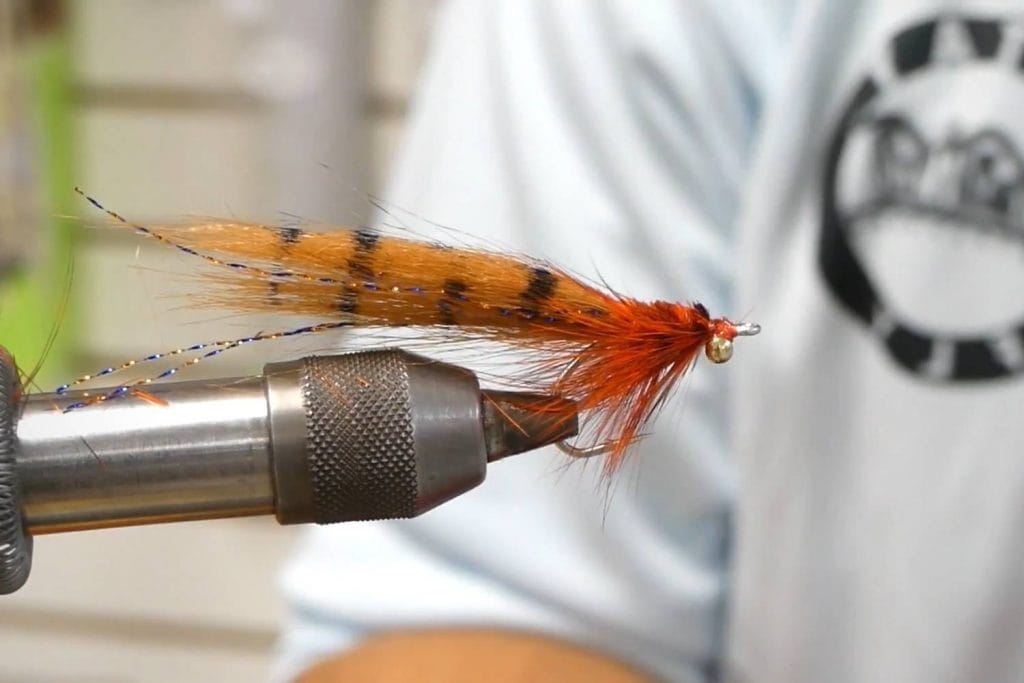 crafty shrimp