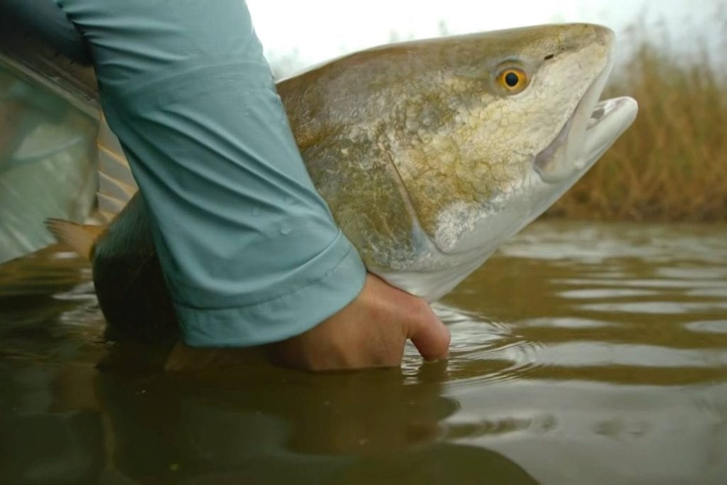 understanding redfish