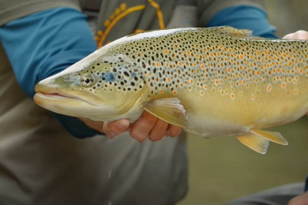 orvis helios wrap up