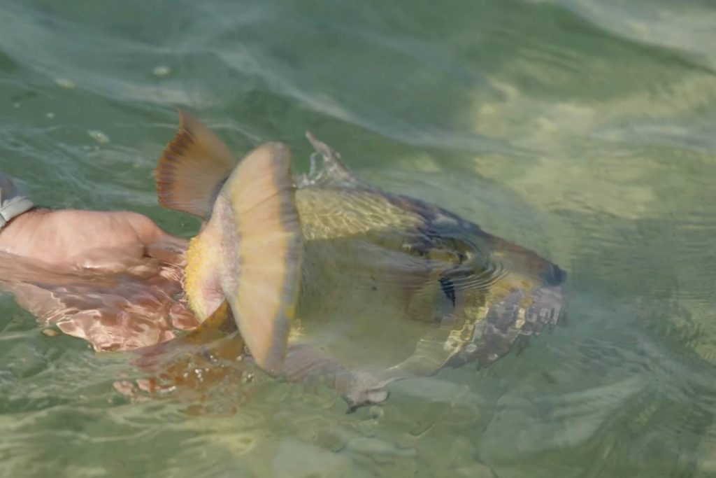 saltwater fishing reels