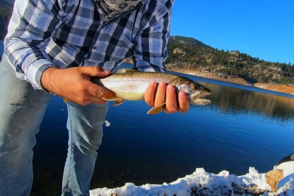 About Lake Trout