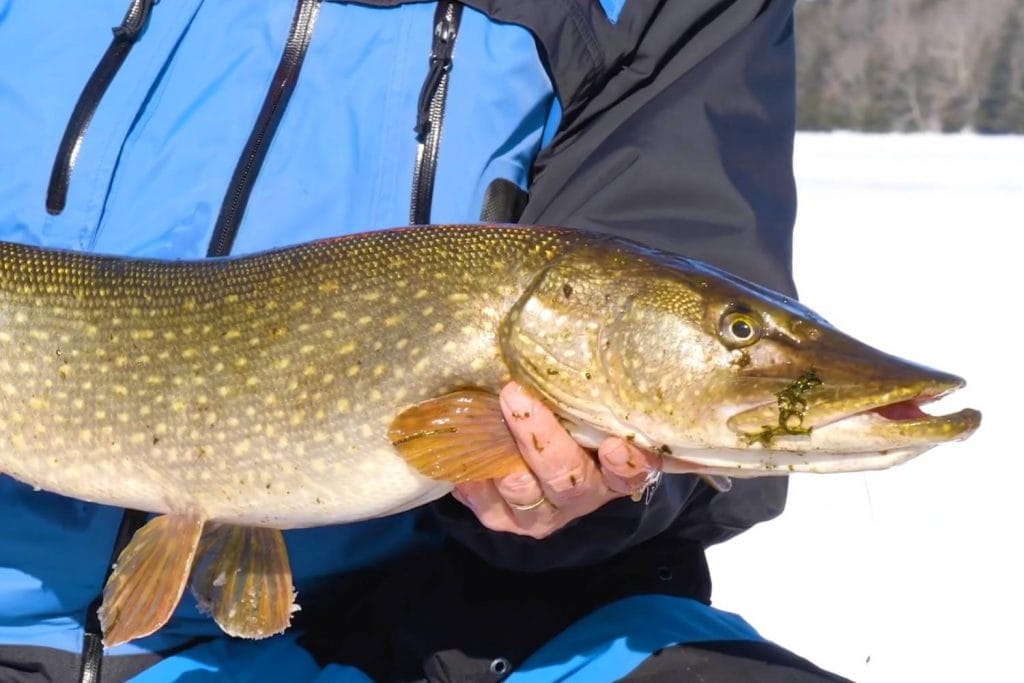 About Northern Pike