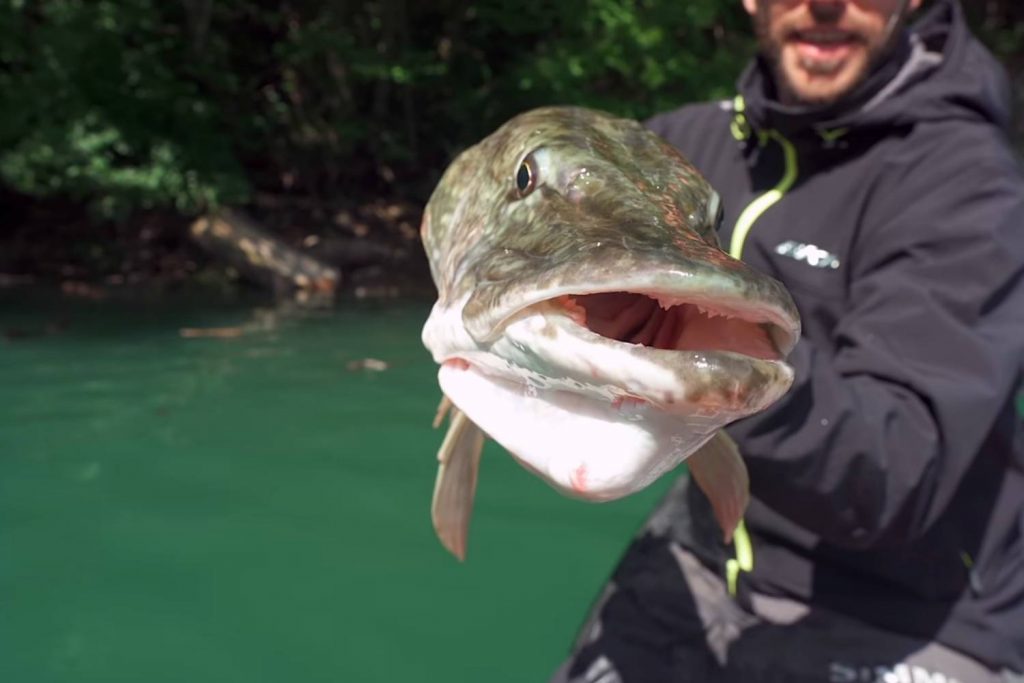 How Do I catch Big Pike