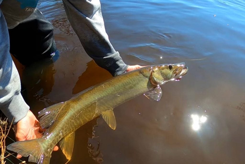 about muskies