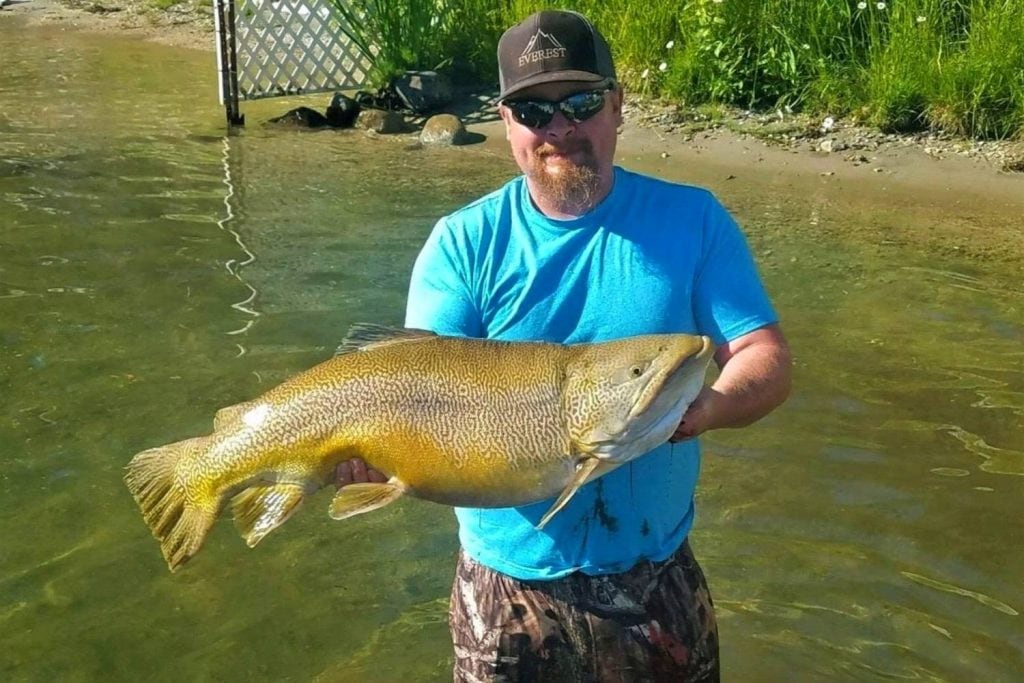 tiger trout