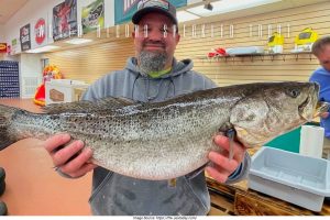 world record speckled trout