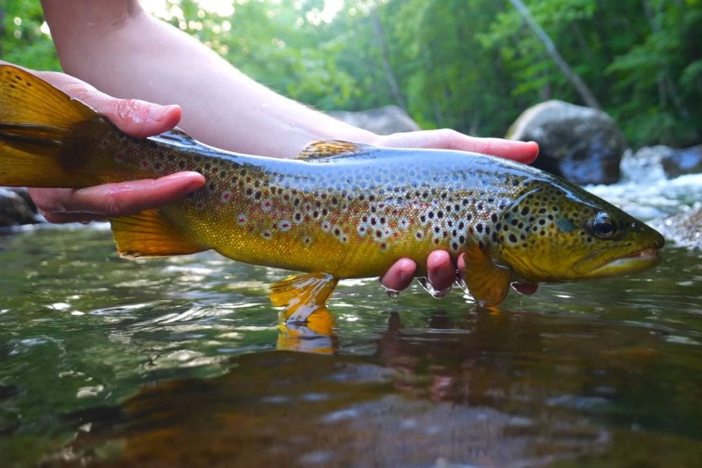 Real Life Effects Of Fly Fishing On PTSD