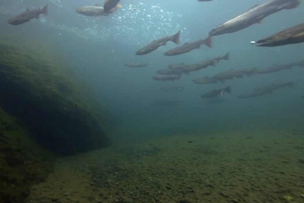 Atlantic Salmon - Lost At Sea
