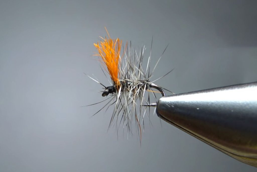 Griffith’s Gnat
