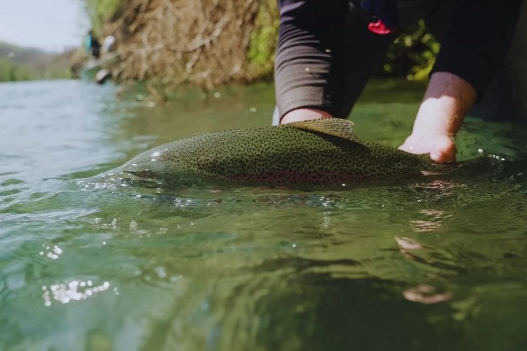 Catch and Release Best Practices