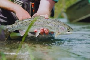 Fish Population Management for Fly Fishing Enthusiasts