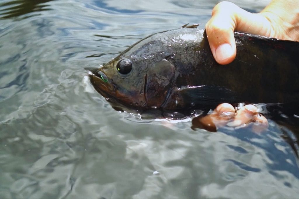 Invasive Species Control