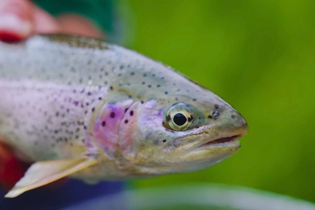 Native Fish Species Recovery